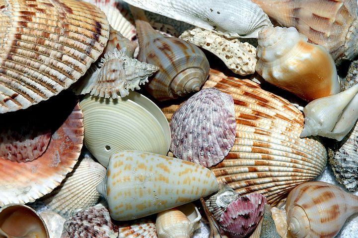 This image has an empty alt attribute; its file name is sea-shells.jpg